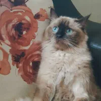 واگذاری گربه نر و ماده 15