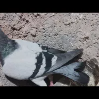 کفتر|پرنده|بالا ولایت, |دیوار