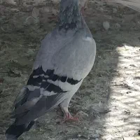 کفتر شهرستانی