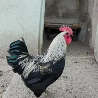 فروش تخم مرغ نطفه دار
