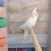 ماده زعفران