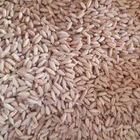 گندم دیم رقم صدرا