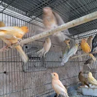 قناری کهنه