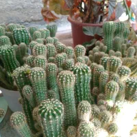 تعدادی گل زیبای کاکتوس