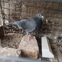 پلاکی مسافتی