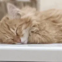 بچه گربه ۳ماهه نر