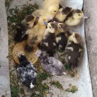 جوجه اردک اسرائیلی