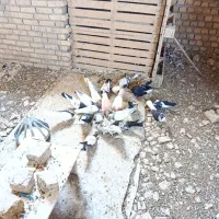کبوتر پرشی