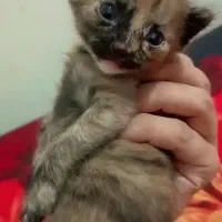 واگزاری گربه صورت خرسی