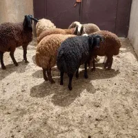 بره چاق