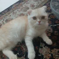 بچه اسکاتیش فولد