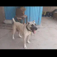 سگ گله