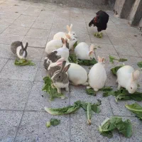 خرگوش البینو