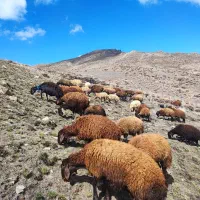 تعدادی میش همو و هترو آبستن