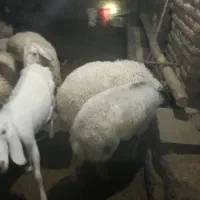 بره نر افشاری رگایی