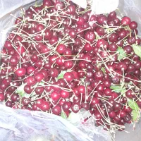 البالومحلی