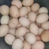 تخم مرغ نطفه دار پاوه