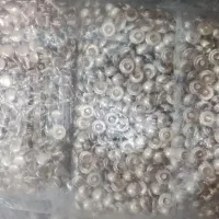 میخ سلولی ( زیر و رو )