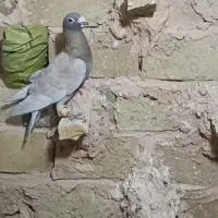 گمشده کبوتر