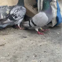 کبوتر آلمانی