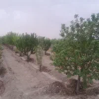 باغچه|فروش زمین و ملک کلنگی|هشتگرد, شهرک سهیلیه|دیوار