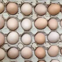 تخم مرغ برهان و عربی