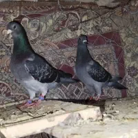 کبوتر چاپی