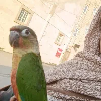 کسی هست پرنده گرینچیک یلوساید سبز رنگ  پیدا کرده