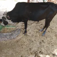 گاو نر