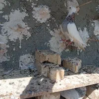 طوقی هفت رنگ