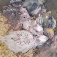 جوجه عروس هلندی سرلاکی . سلامت