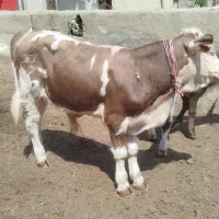 گاو سیمینتال
