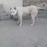 سگ سرابی|سگ|ارومیه, |دیوار