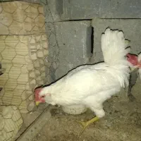 خروس|حیوانات مزرعه|شهرکرد, |دیوار