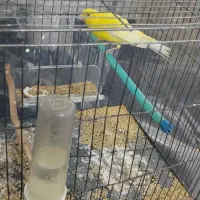 قناری ماده رسمی بلند معاوضه با قناری جفت