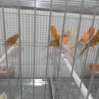 قناری رد فاکتور و دارچینی