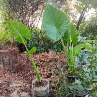 گل بابا آدم