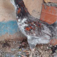 ۲ عدد نیمچه خروس