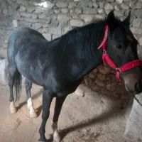 اسب|اسب و تجهیزات اسب‌سواری|همدان, |دیوار