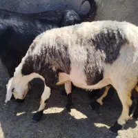 کاور بره پلنگی درجه یک اصل بروجرد