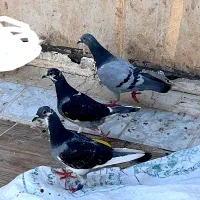 کبوتر پلاکی رنگی