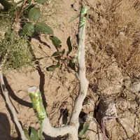 پیوند شکمی پسته