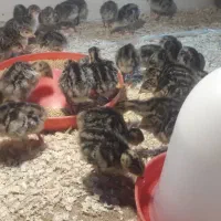 بوقلمون برنز انگلیسی