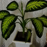 گل دیفن باخیا