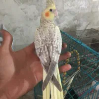 جوجه عروس هلندی