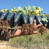 نشا‌‌‌‌‌‌‌‌‌ توت فرنگی در ارقام مختلف از کردستان