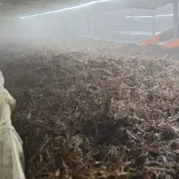 کمپوست رایگان