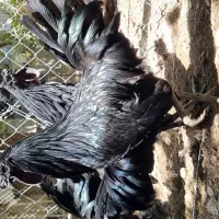 جوجه مرغ و خروس ایام سمانی اصیل و خاص