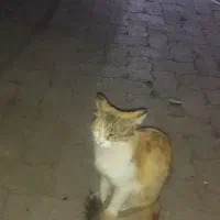 برق