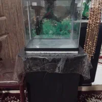 اکواریم شرکتی